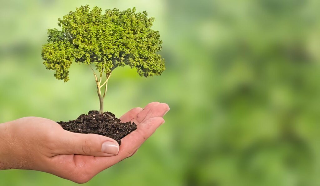 Regulación de la Reforestación Comercial – Ley 1377 de 2010