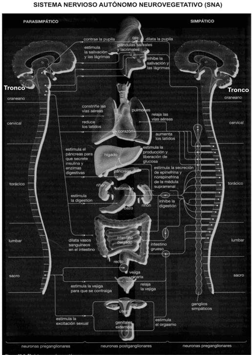 Sistema Nervioso Autónomo