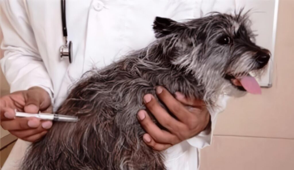 Prevención, Personas Agredidas por Animal con Rabia