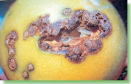 Rompimiento de la cáscara a causa de cáncer de los cítricos