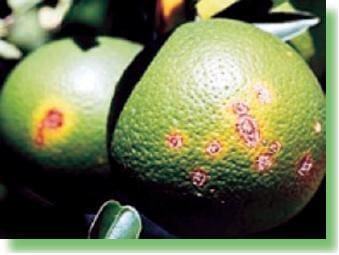 Lesiones causadas por el cáncer de los cítricos en frutos