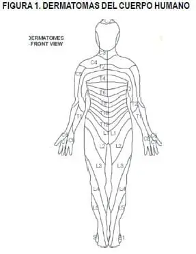Dermatomas del cuerpo humano - Trauma Raquimedular