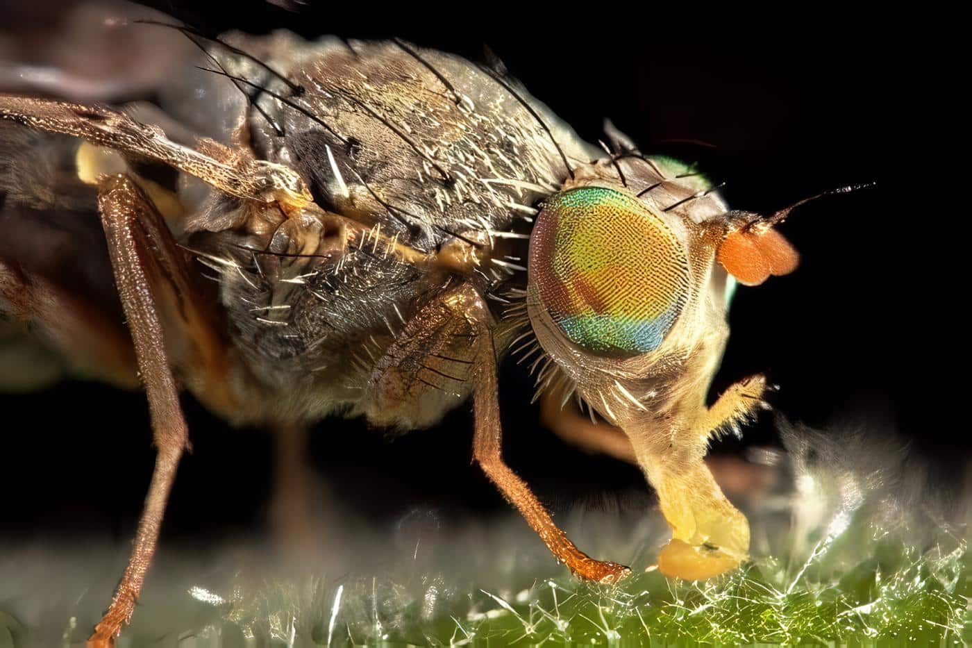 Resultado de imagen para mosca de la fruta
