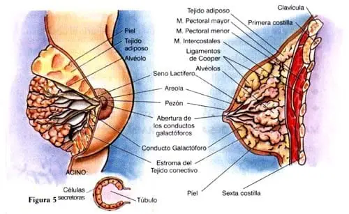Anatomía y Fisiología de Glándula Mamaria en Lactancia Materna