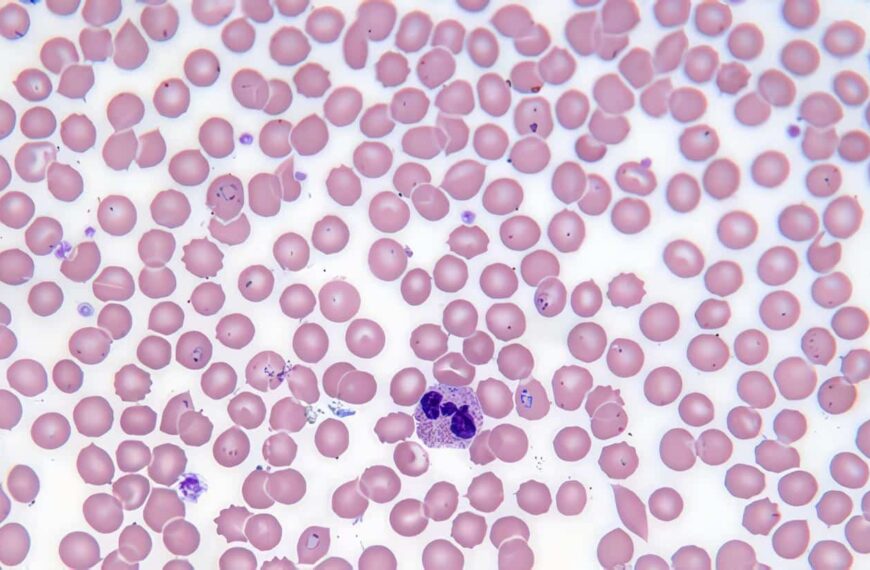 ADN-malaria