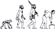 Evolución filogénica del primate al homo sapiens
