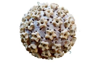 Medida del reflejo del HPV