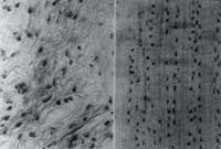 Microfotografía de cultivo de fibroblastos en reposo