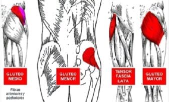 Músculos Extensores de la Cadera