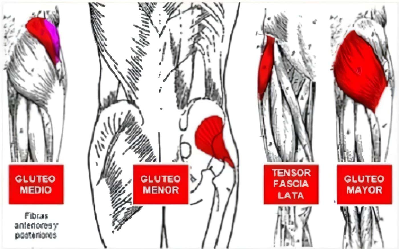 Músculos Extensores de la Cadera