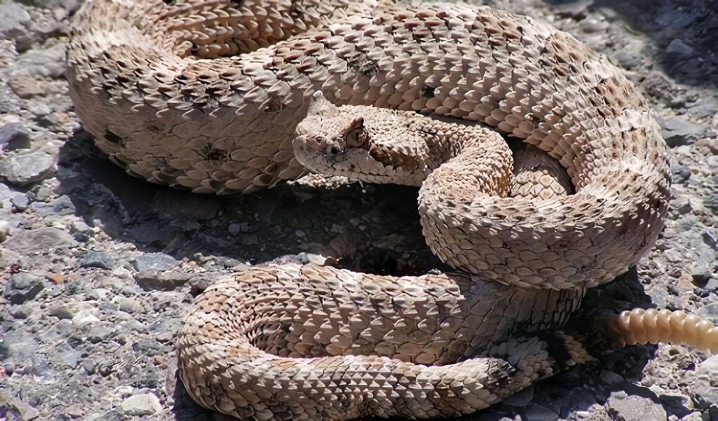 Animales, Plantas Venenosas y Hongos  