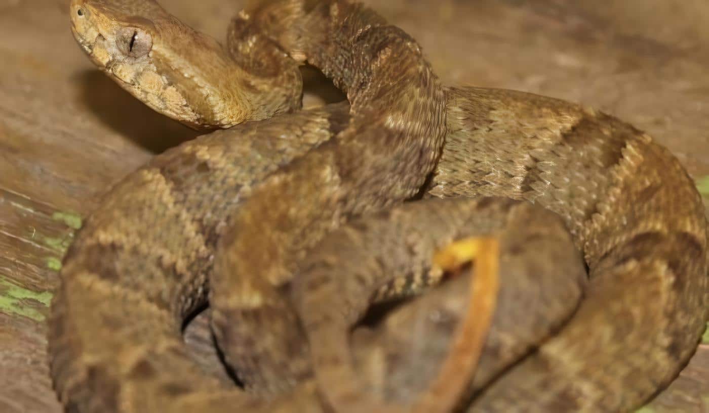 veneno-bothropico-urgencias