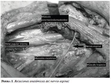 Relaciones anatómicas del nervio espinal