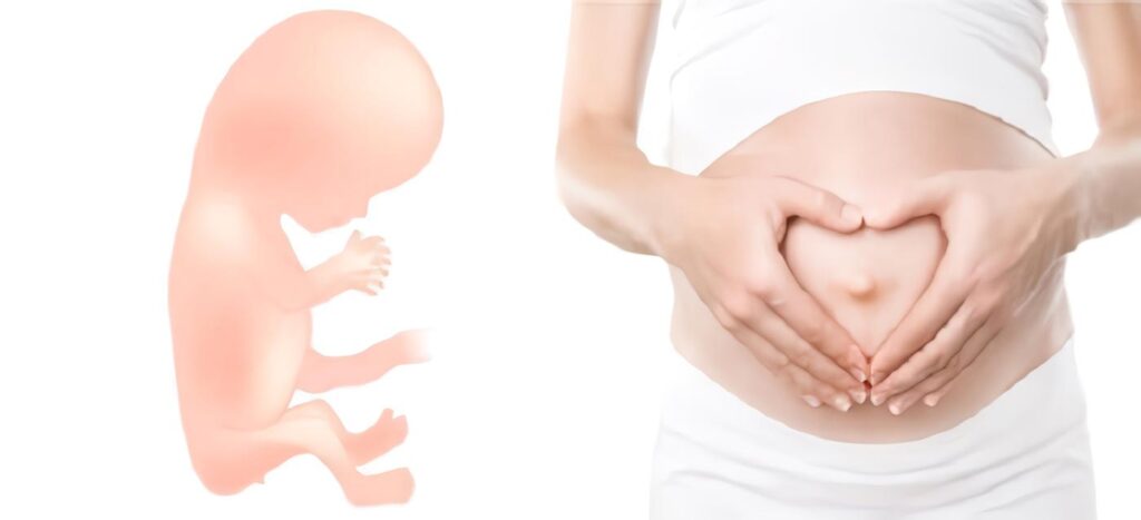 Embarazo: bebé 8, 12, 16, 20 semanas