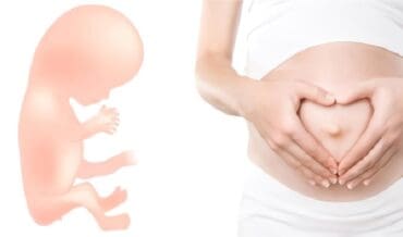 Embarazo: bebé 8, 12, 16, 20 semanas