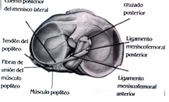 Menisco interno