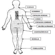 Segmentos anatómicos para ubicación del dolor