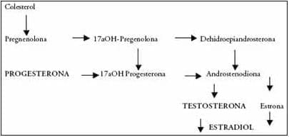 Biosíntesis de la progesterona