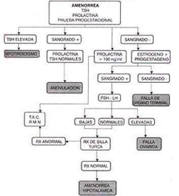Flujograma para el diagnostico de amenorrea
