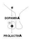 Dopamina y prolactina