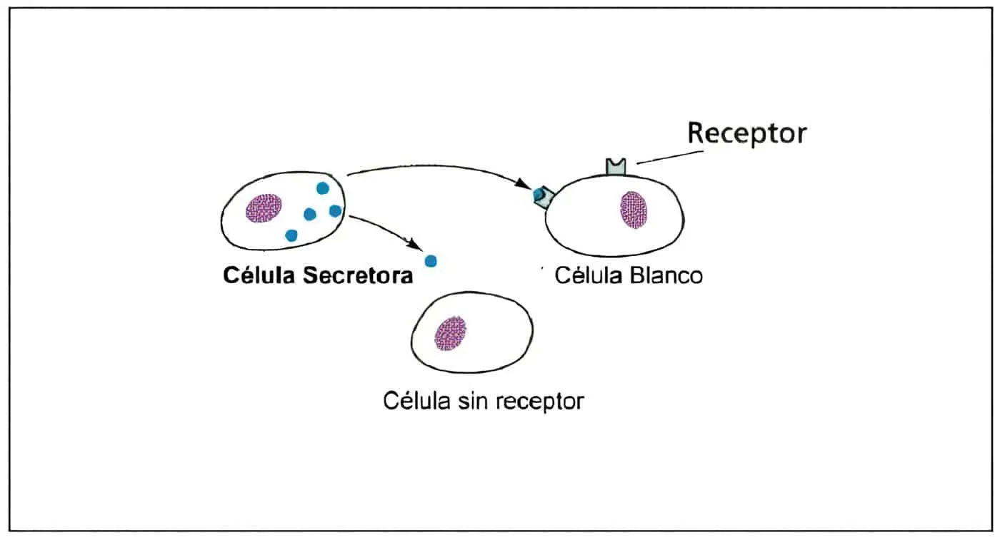 Receptores Esteroides Bioquimica
