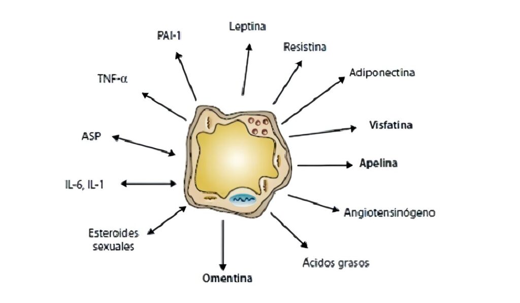 Adipoquinas, Función endocrina de los Adipositos