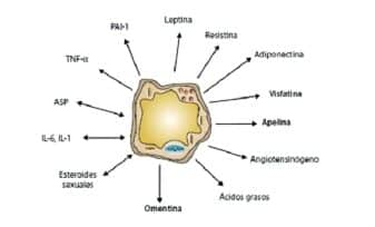 Adipoquinas, Función endocrina de los Adipositos