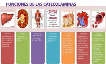 Funciones de las catecolaminas