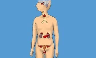 Sistema Endocrino Difuso