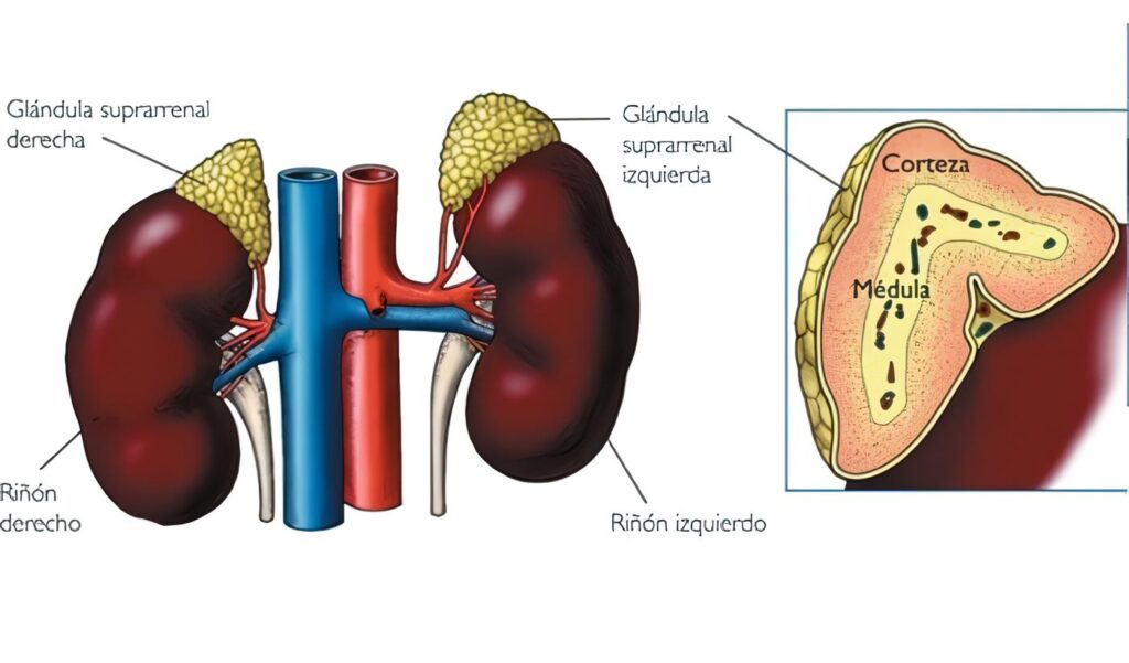 Acciones de los Andrógenos y Patología Suprarrenal