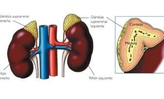 Andrógenos y Patología Suprarrenal