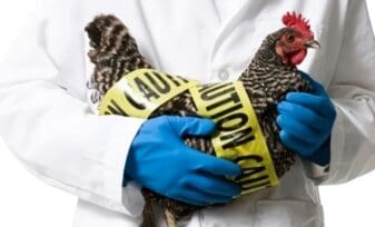 Medidas contra la Influenza aviar