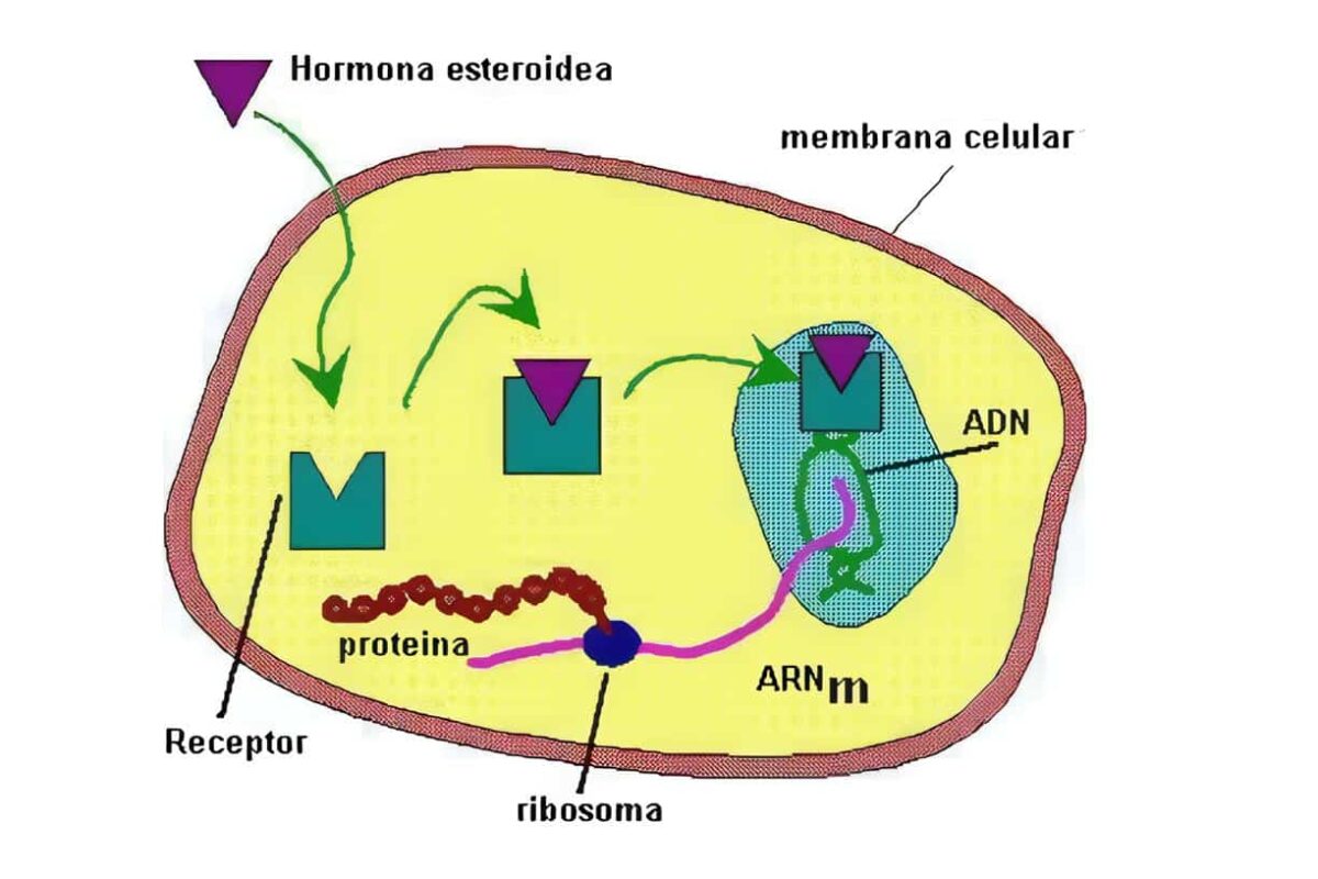 Secreción Hormonal