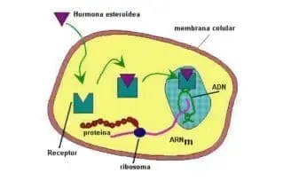 Secreción Hormonal