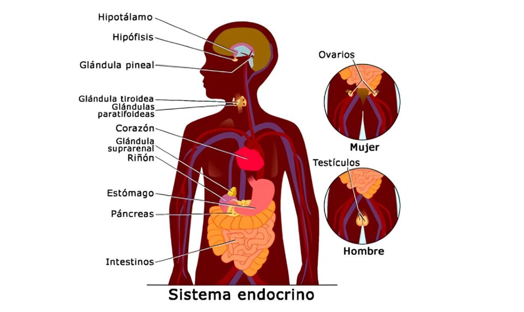 Sistema Endocrino Entérico