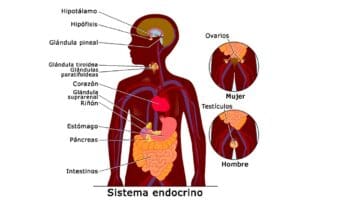 Sistema Endocrino Entérico