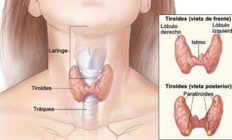 Hormonas Tiroideas
