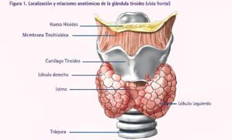 Secreción Hormonas Tiroideas