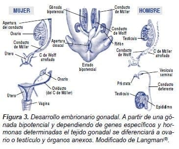Desarrollo Embrionario Gonadal