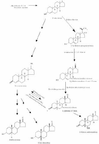 Relación T.E del metabolitos de la testosterona