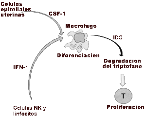 Proceso Macrófago, Metabolismo del Triptófano