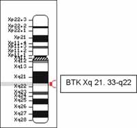 Localización del gen que codifica para la tirosina kinsa de Bruton (BTK)