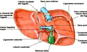 El estudio del hígado a lo largo de la historia