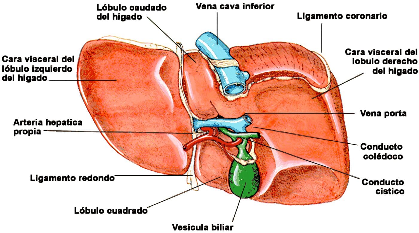 El estudio del hígado a lo largo de la historia