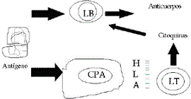 LB son estimulados directamente por los antígenos, mientras que los LT son estimulados por CPAs que procesan los antígenos a péptidos lineales y los expresan junto con moléculas HLA.