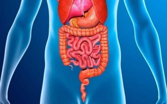 Aparato Digestivo - vías digestivas