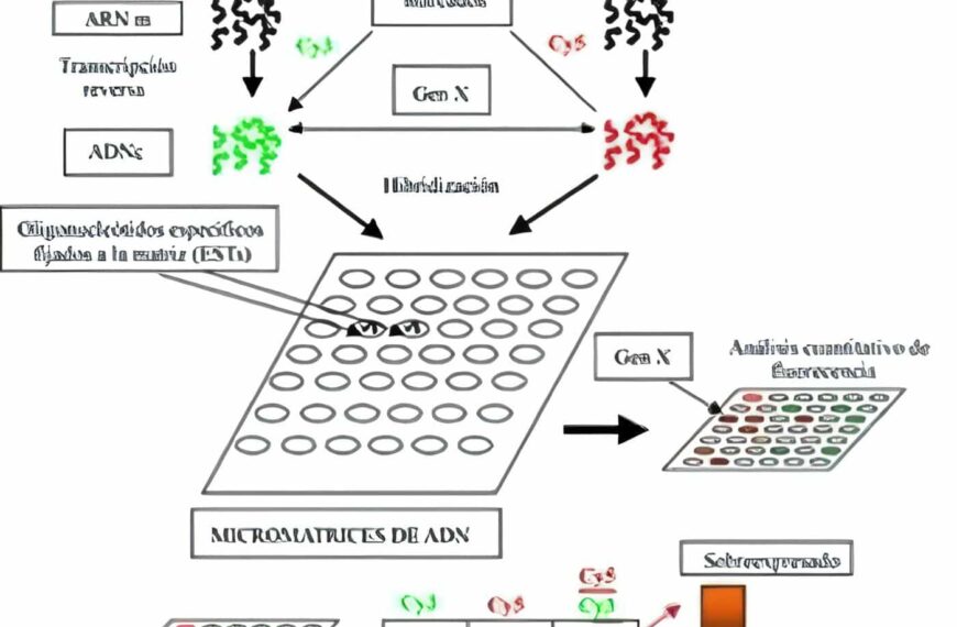 Micromatrices de ADN