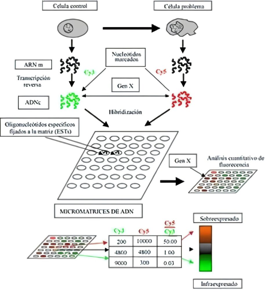 Micromatrices de ADN en el estudio del  sistema inmune