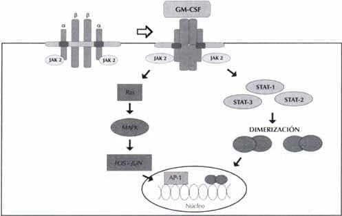 Receptor para el GM-CSF y vías de transducción de señales