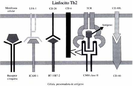 Moléculas accesorias del linfocito T